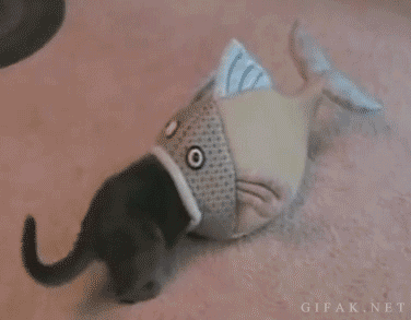 물고기에 먹히는 고양이