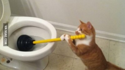 화장실 청소하는 고양이