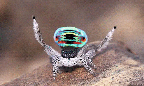 춤추는 거미