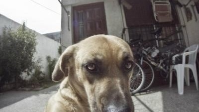 앞발로 카메라를 잡았다? 느낌 있는 개 셀카