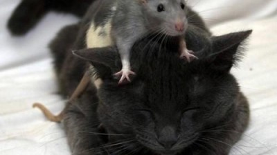 고양이 위에 올라탄 쥐 “겁도 없네”