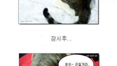 아기 고양이를 꼬시는 방법