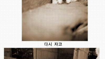 강아지의 하루