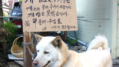 개밥그릇 돌려주세요