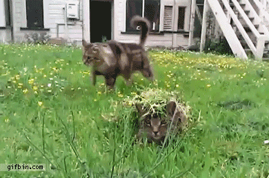 은신중인 고양이